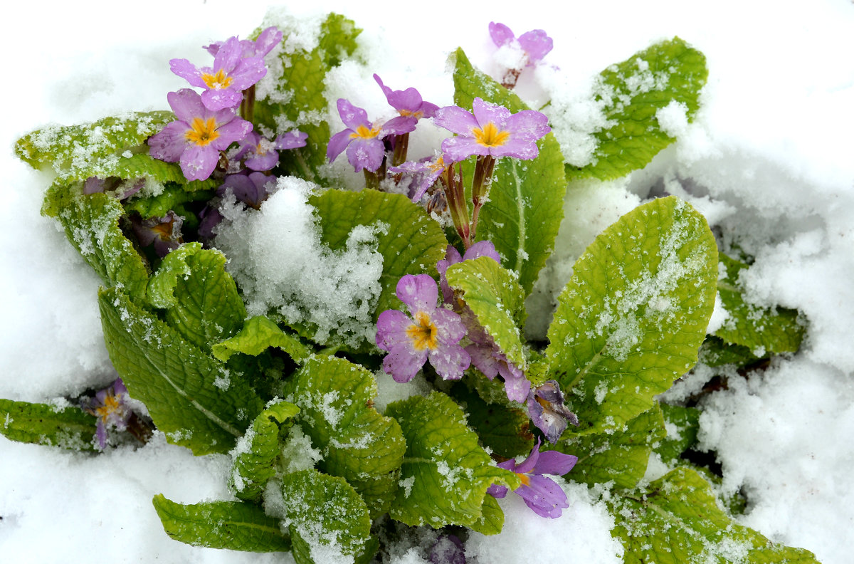 Цветы под снегом - Ирина Регер