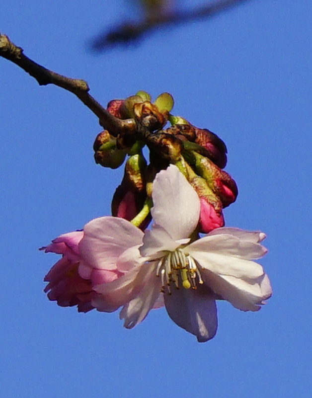 Первый цветок сакуры - Любовь Изоткина