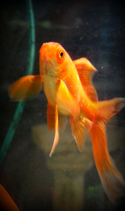 Загадай желание - Фото-студия "Золотая рыбка" 