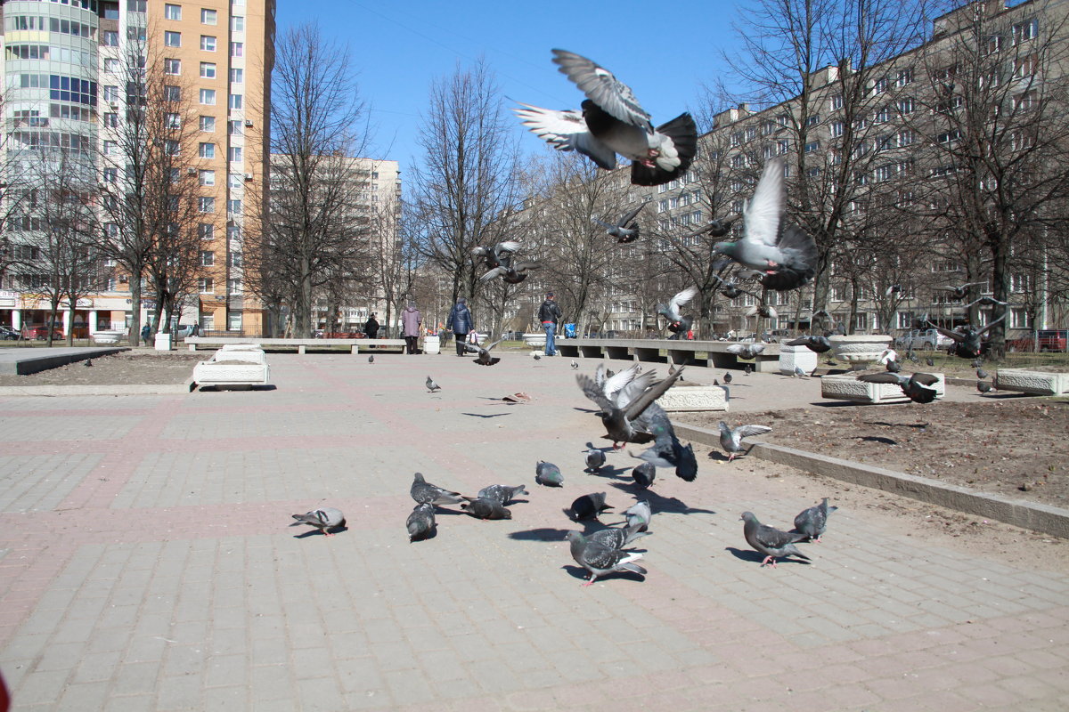 голуби - Наталья 