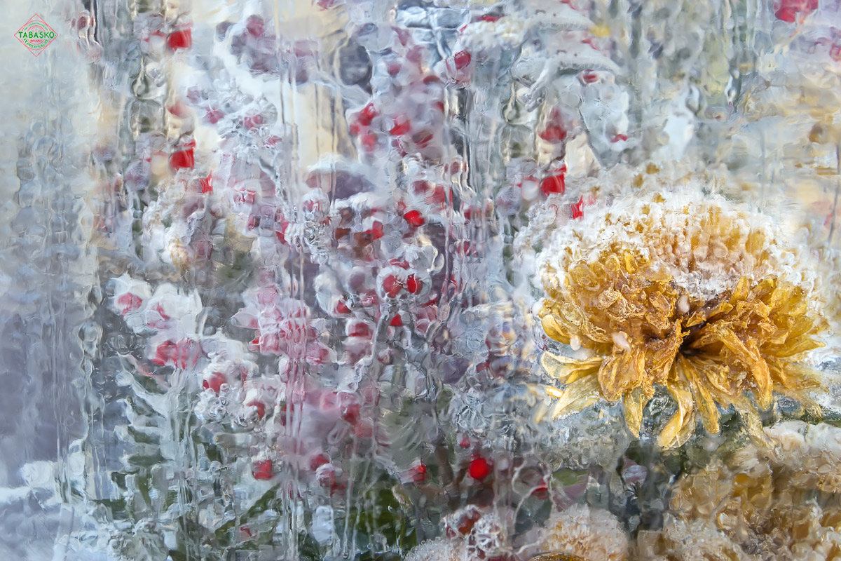 Цветы во льду - Табаско Перчик