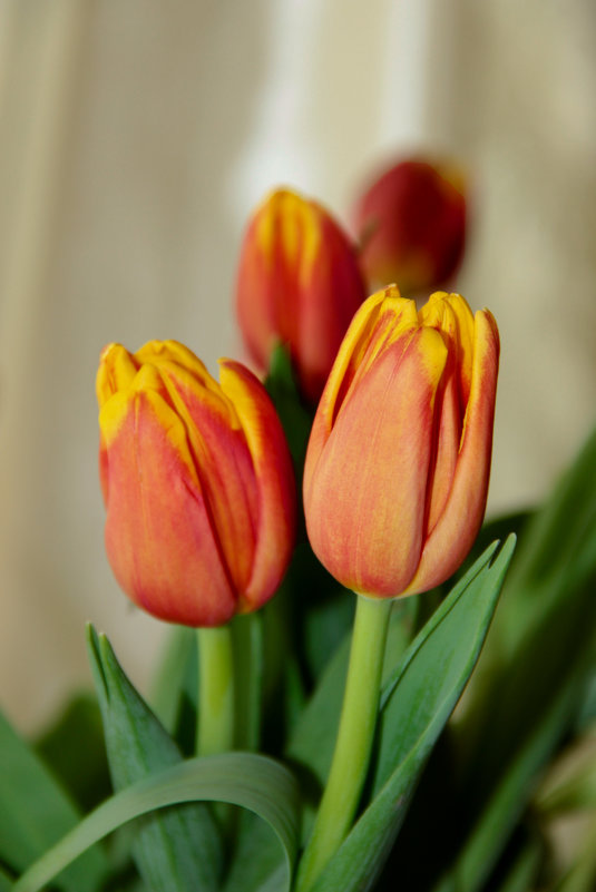 тюльпаны оранжевые - Ангелина К