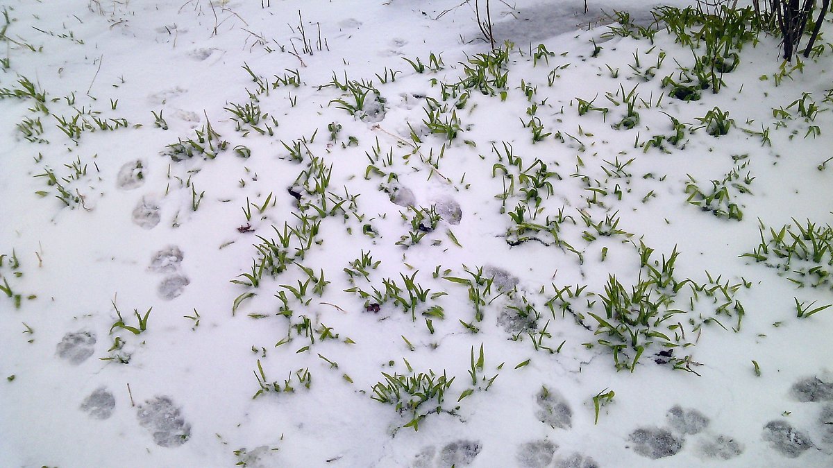 Трава в снегу - Blacklion 