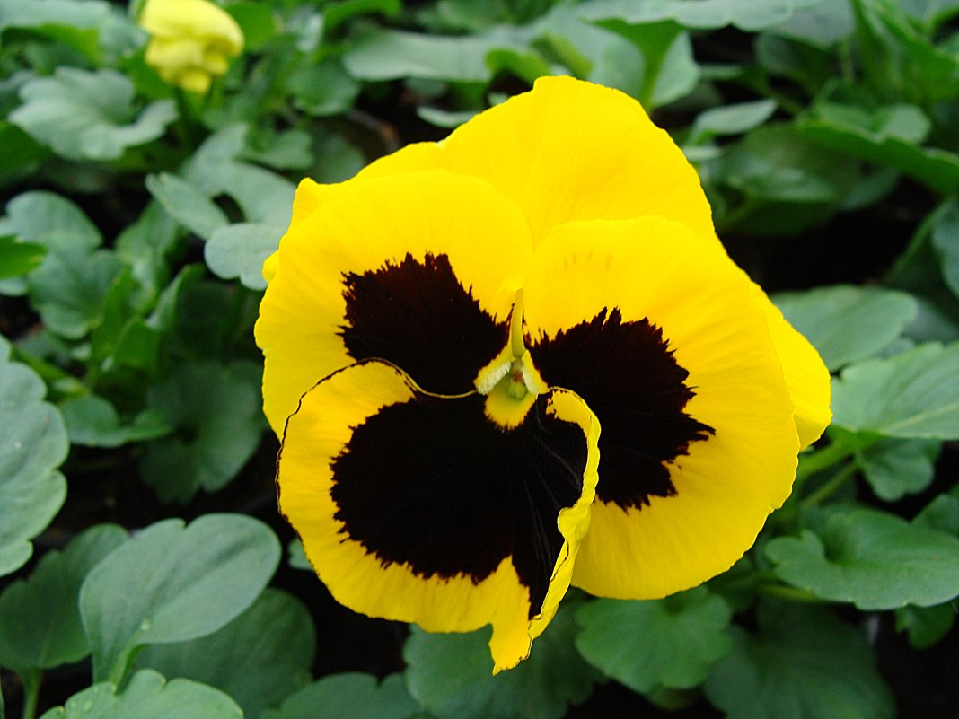 Viola x wittrockiana " Delta Yellow with Blotch  " - laana laadas