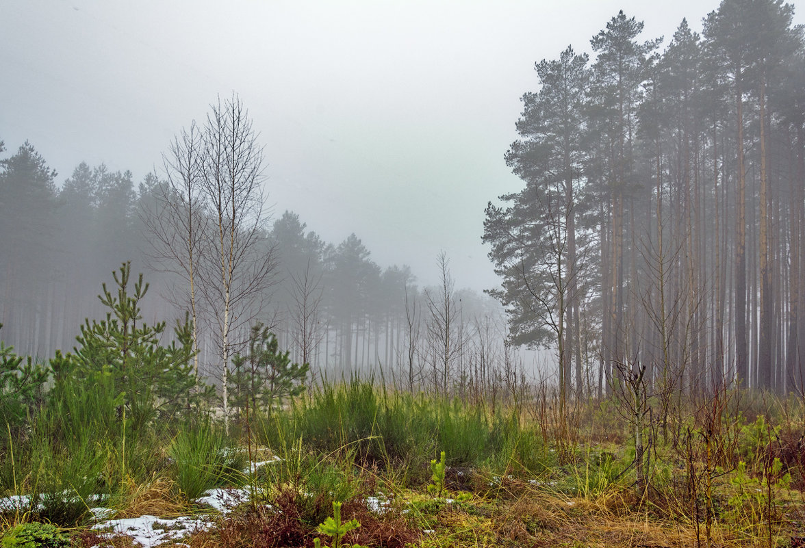 Туман в лесу - Наталья 