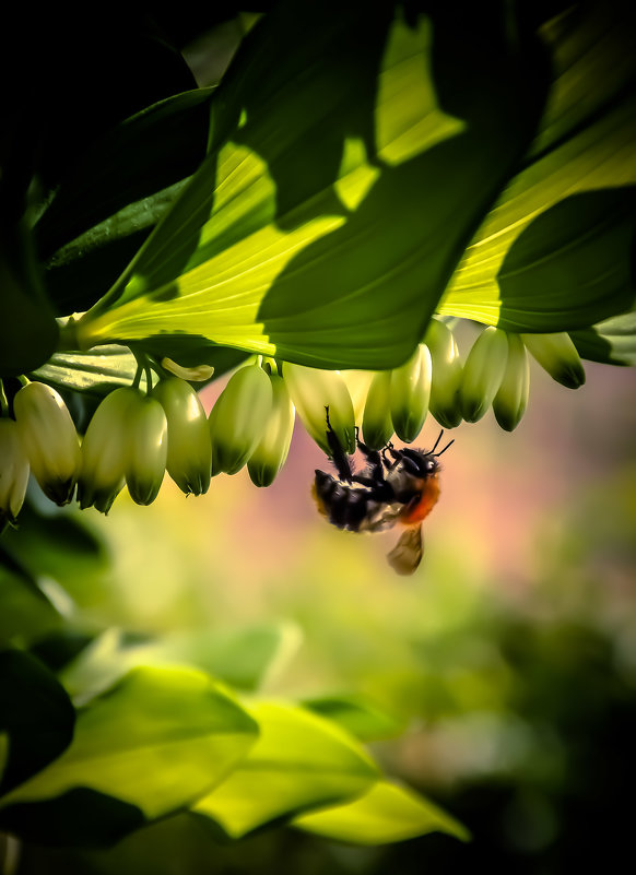 Пчелка - Дмитрий 