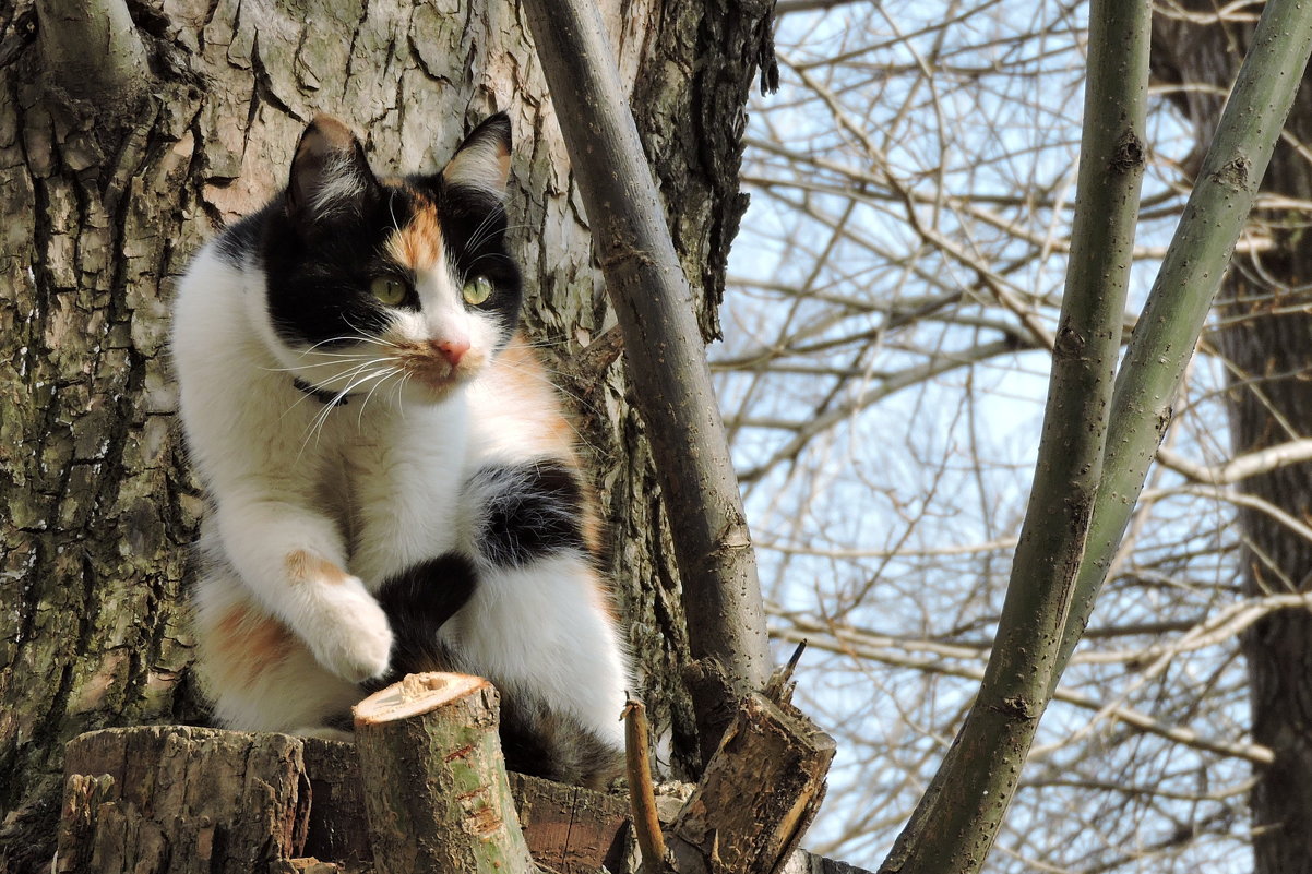 Кошечка на дереве - Ната Волга