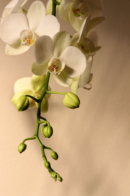 орхидея - Ефим Журбин