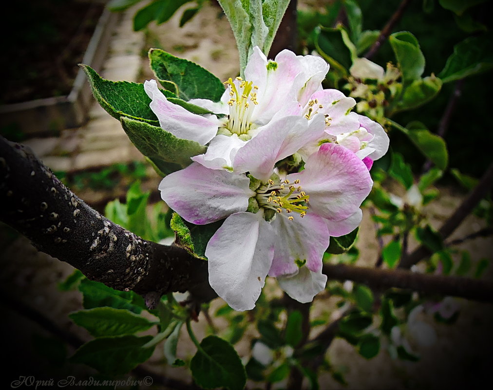 цветок яблони - Юрий Владимирович