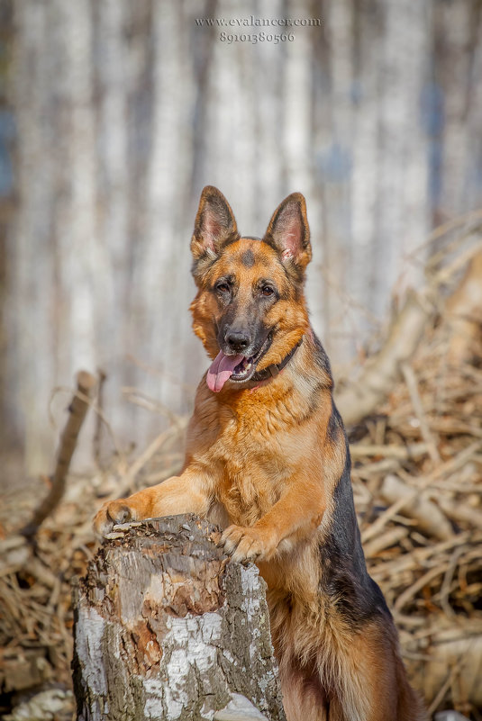German Shepherd Dog - Eva Lancer