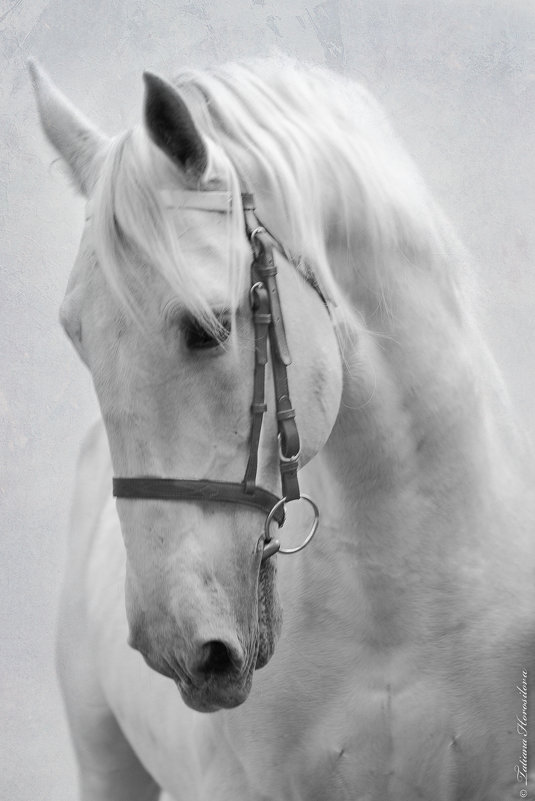 Белая лошадь - Tatiana Khoroshilova