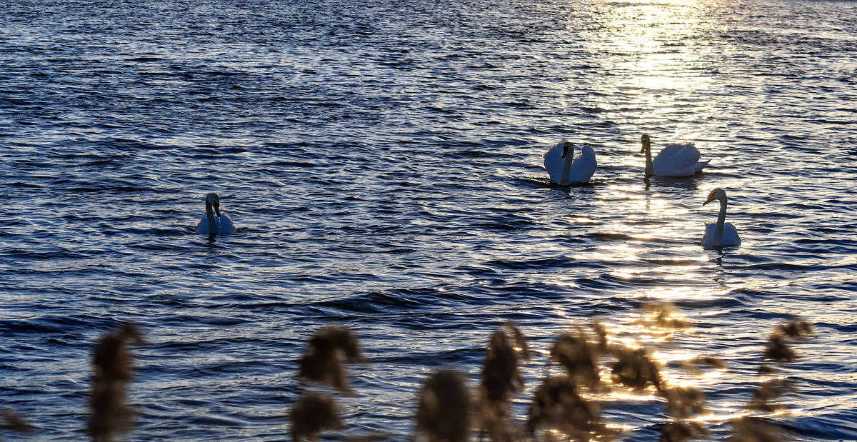 Семейство лебедей в лучах заходящего солнца. - Анатолий Клепешнёв