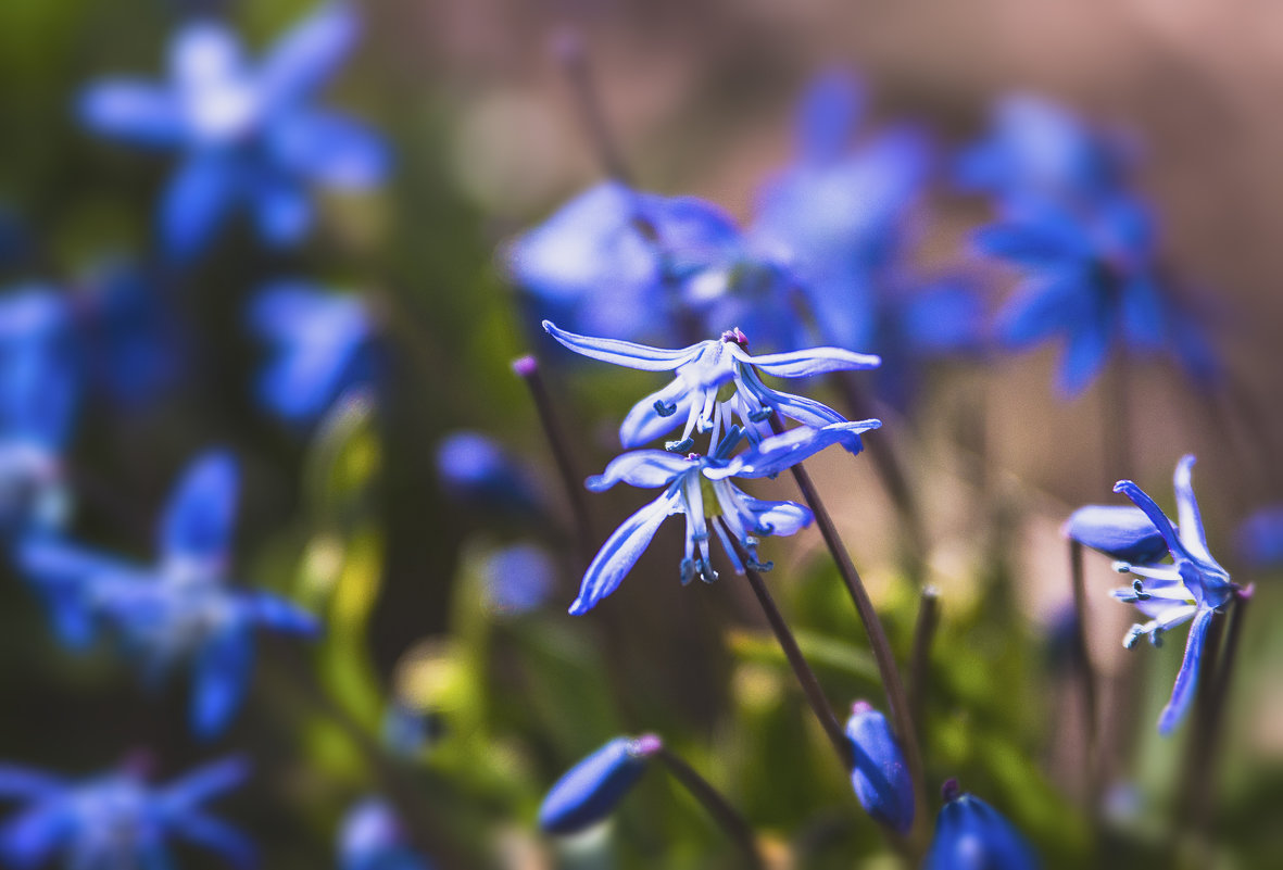 Синие цветы - Yana Kern