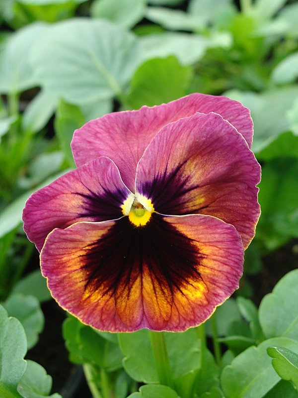 Viola x wittrockiana Delta Persian Surprise - laana laadas