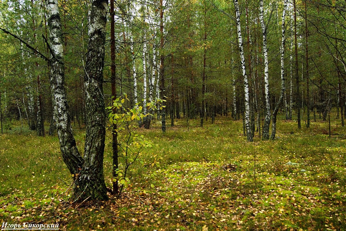 Где то в Белорусских лесах - Игорь Сикорский