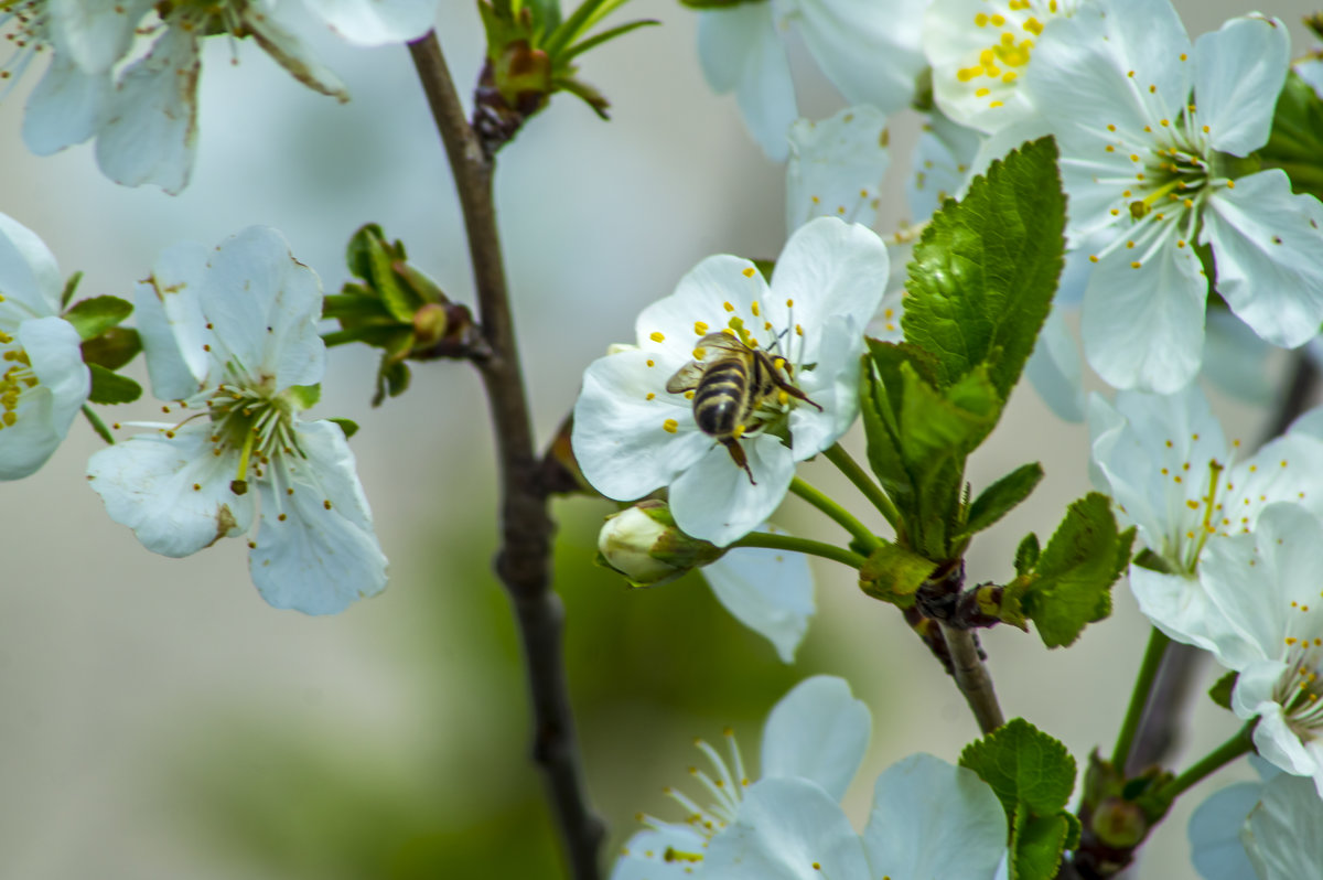 пчела в цветке черешни - Дмитрий Потапкин