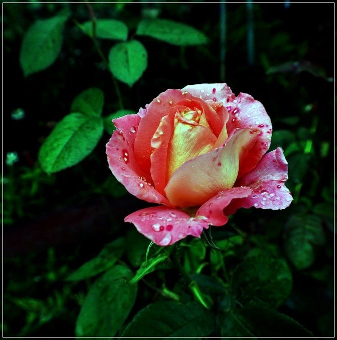 Сентябрьская роза - muh5257 