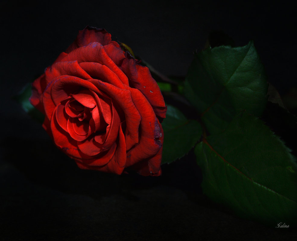 Увядающая красота розы - Галина Galyazlatotsvet