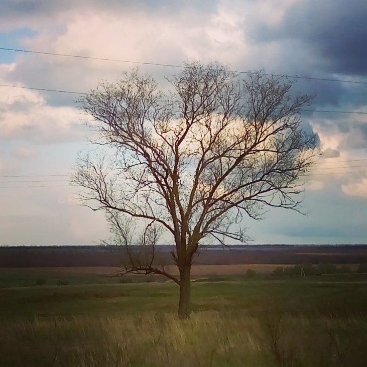 Просто дерево - Алексей Мартынов
