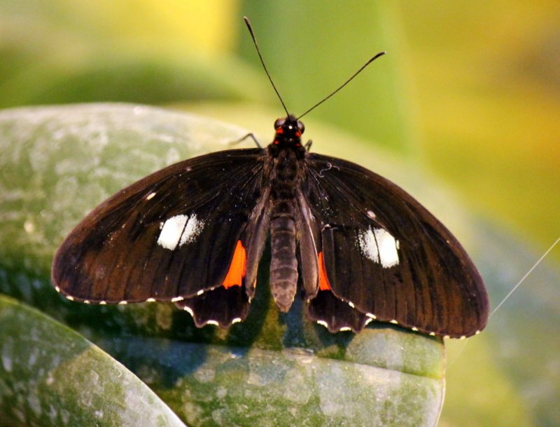 Бабочка - оля san-alondra