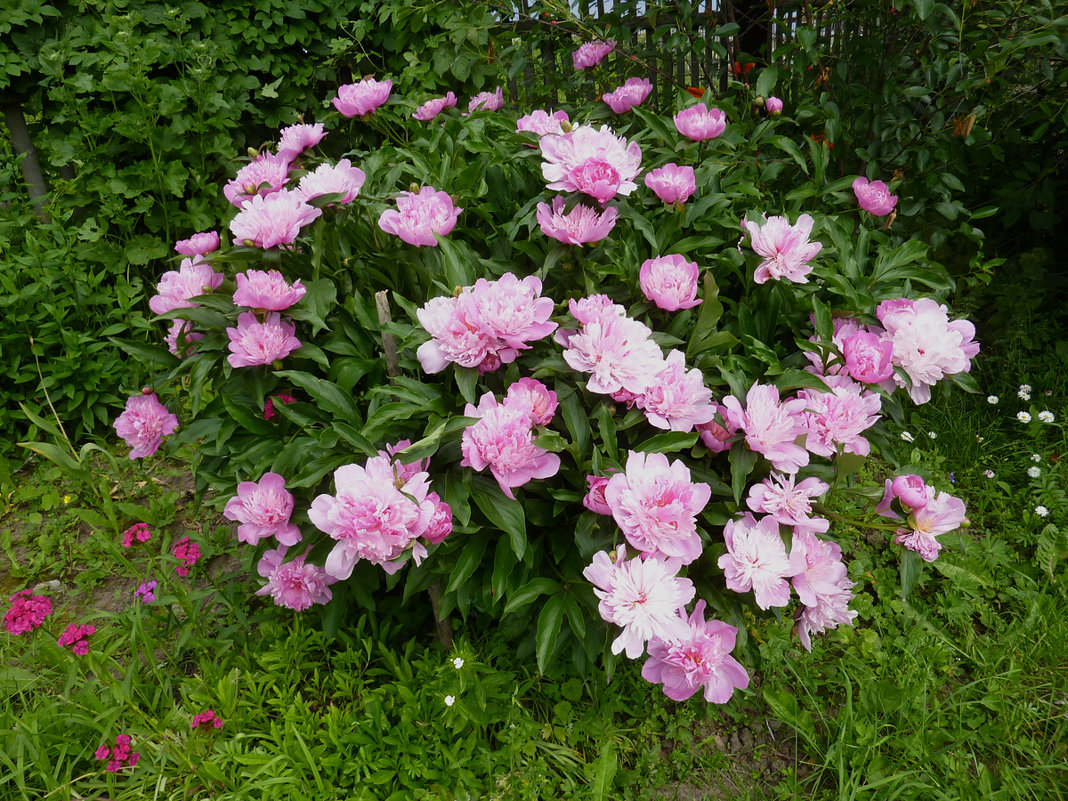 Цветы в моем огороде - Валерий Талашов