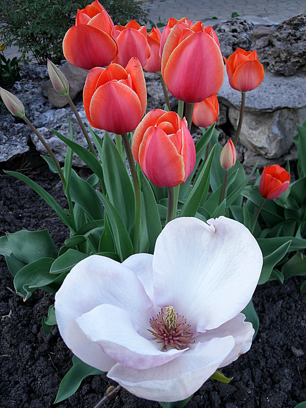 Цветы весны - svetlanavoskresenskaia 