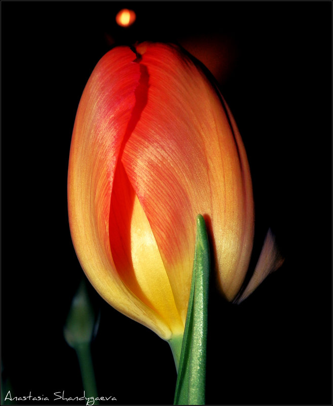 тюльпан - Анастасия 