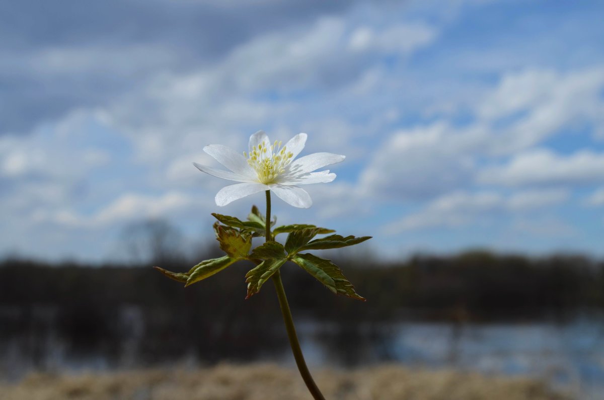 Нежный весенний цветок - Вера Андреева