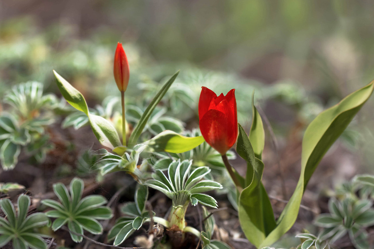 Маленькие тюльпаны в листьях манжетки - Елена Ахромеева
