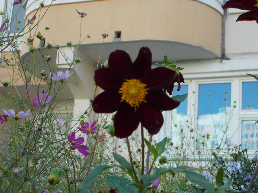 Цветок под балконом - Валерий 