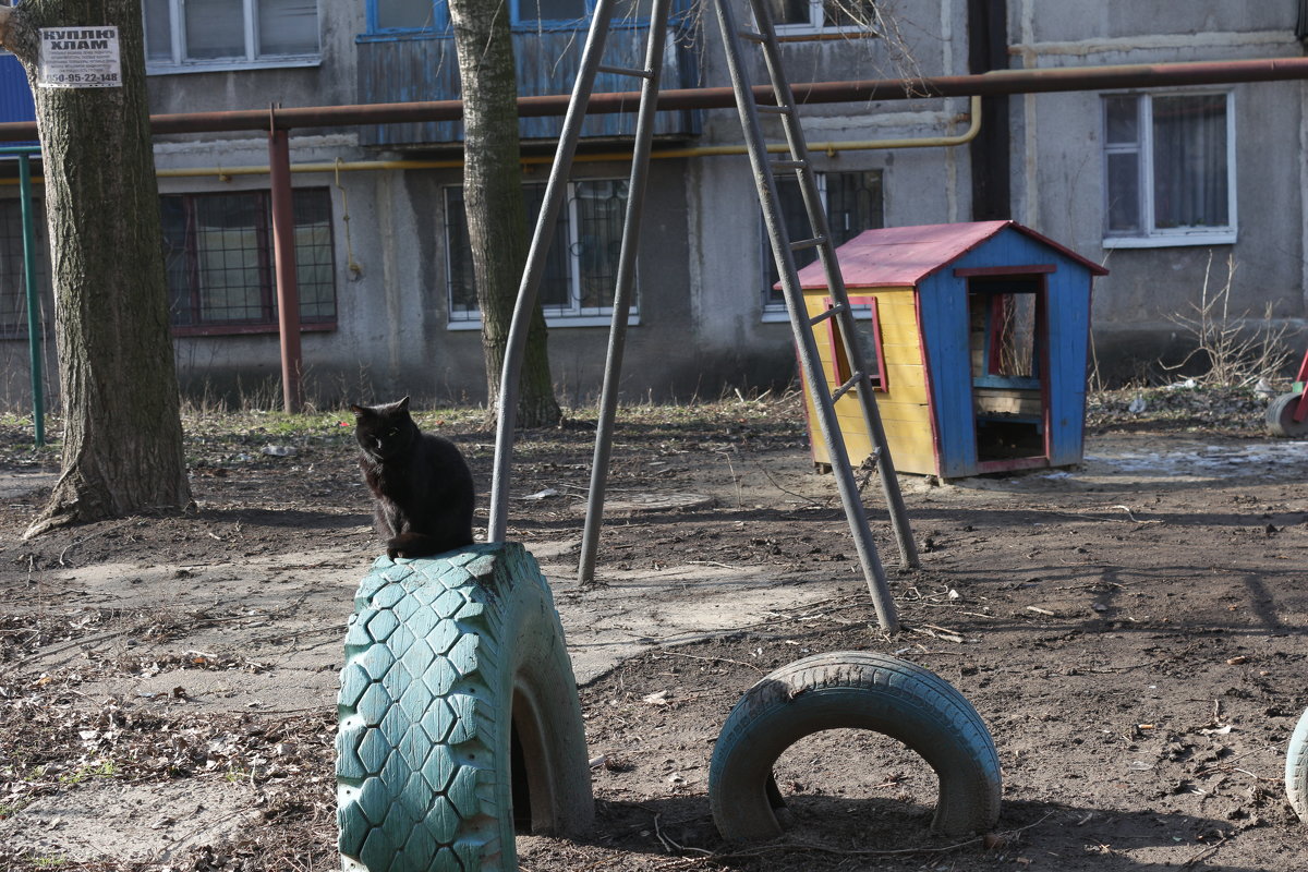Чёрный кот - Сергей Касимов
