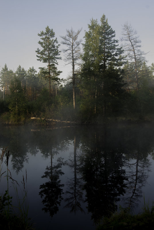 Утро в лесу - Олег 