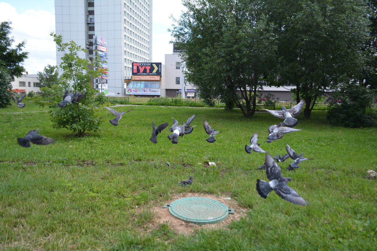 Летите голуби - aleks50 