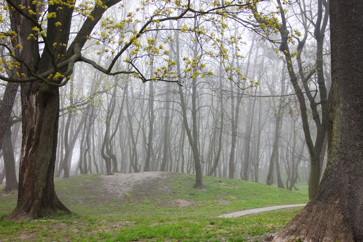 Весна в тумане - Анна Беликова