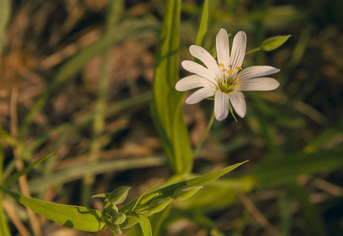 беленький цветочек - аннушка 