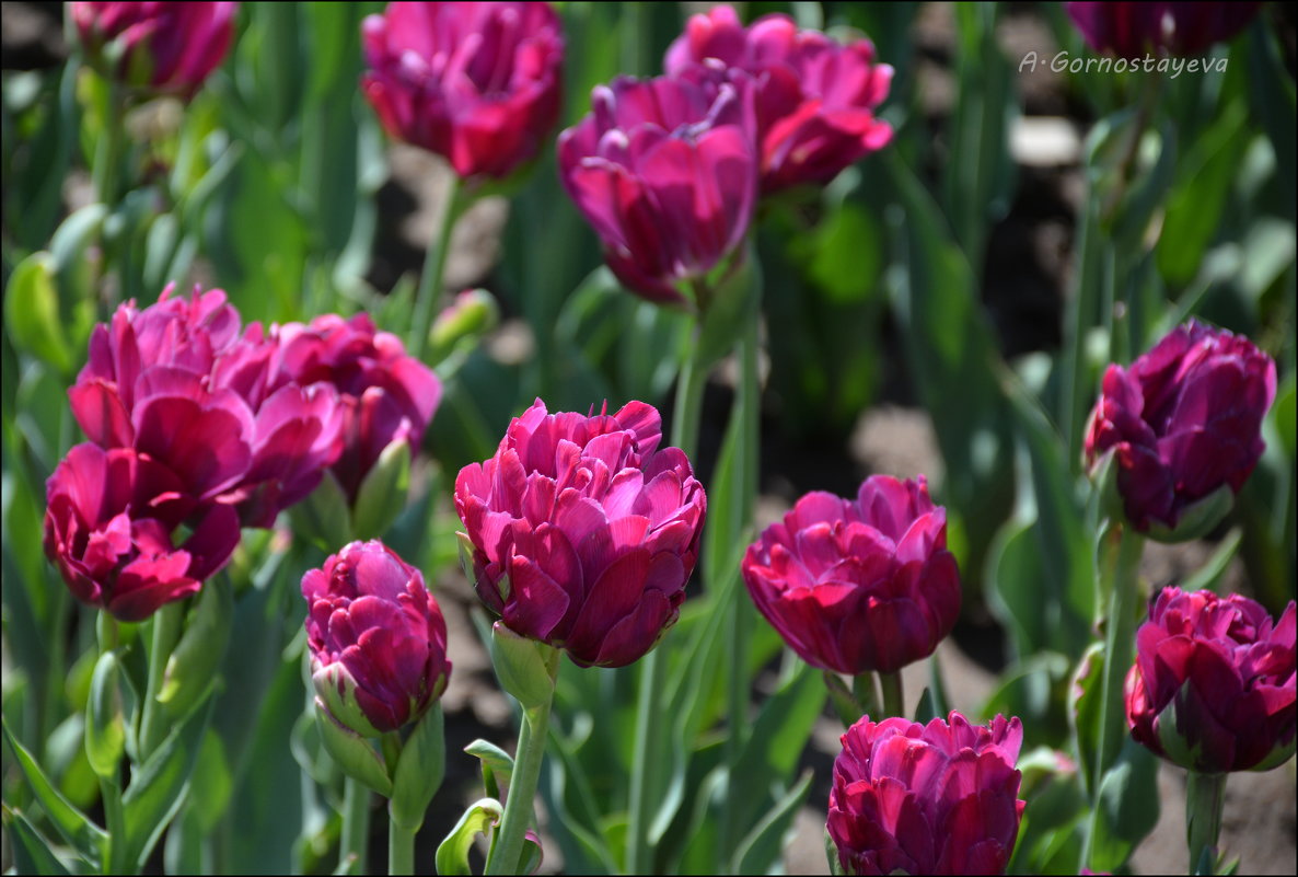 Как люблю красоту и блаженство тюльпанов… - Anna Gornostayeva