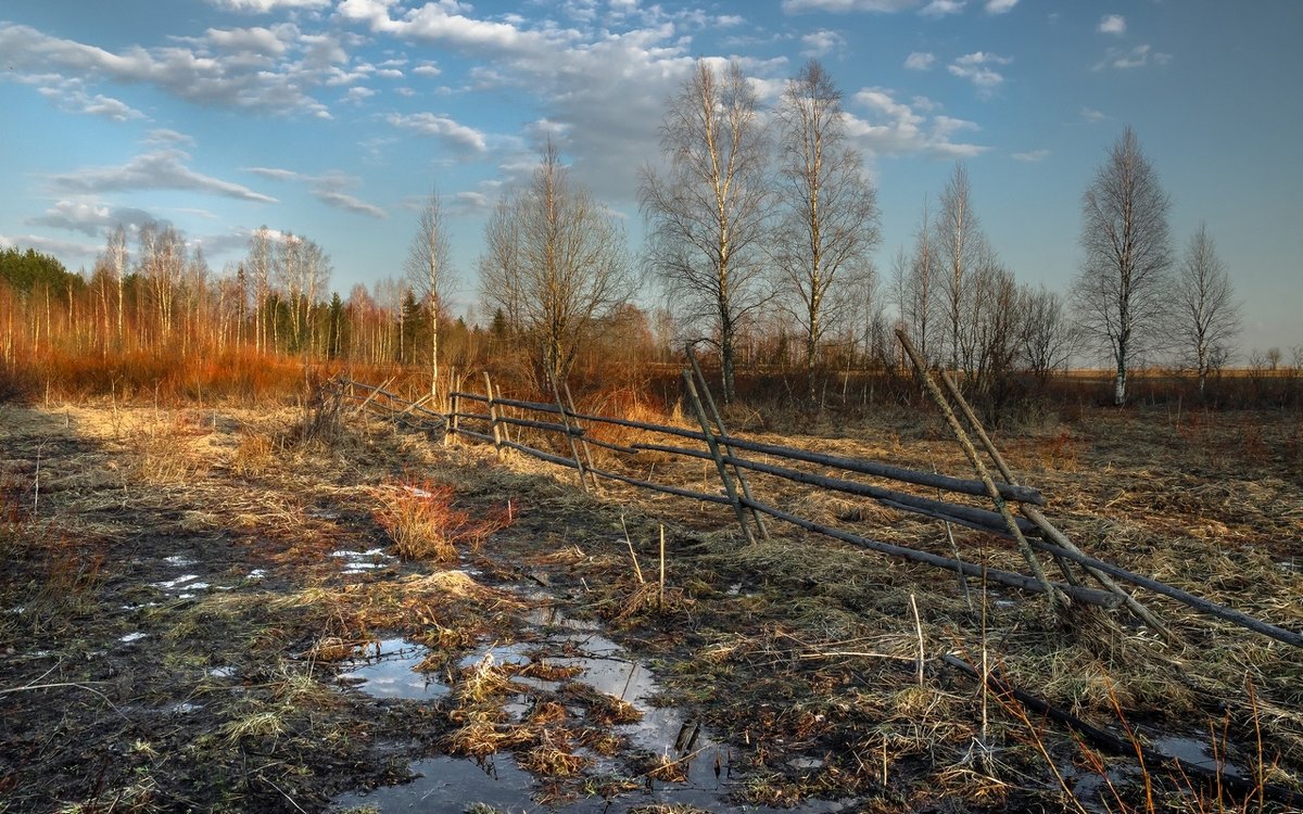 Апрель в лесу...Возле деревни Окуловская. 29.04.2015. - Федор Кованский