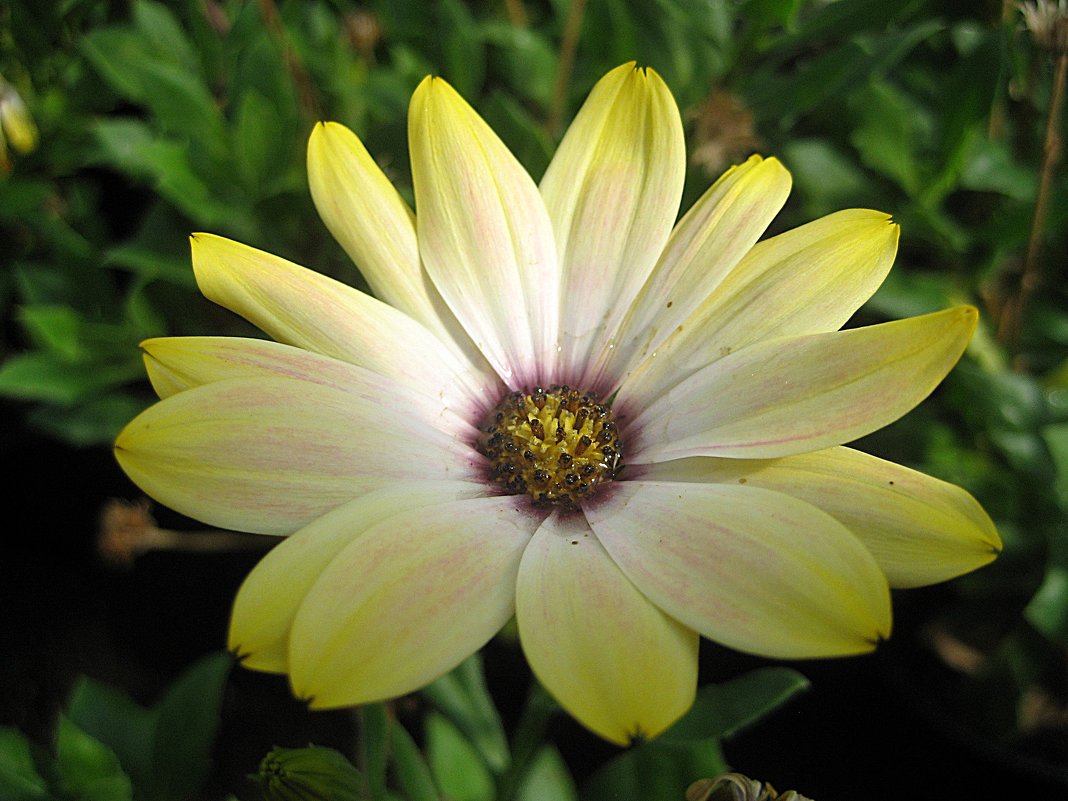 Osteospermum / Остеоспермум - laana laadas