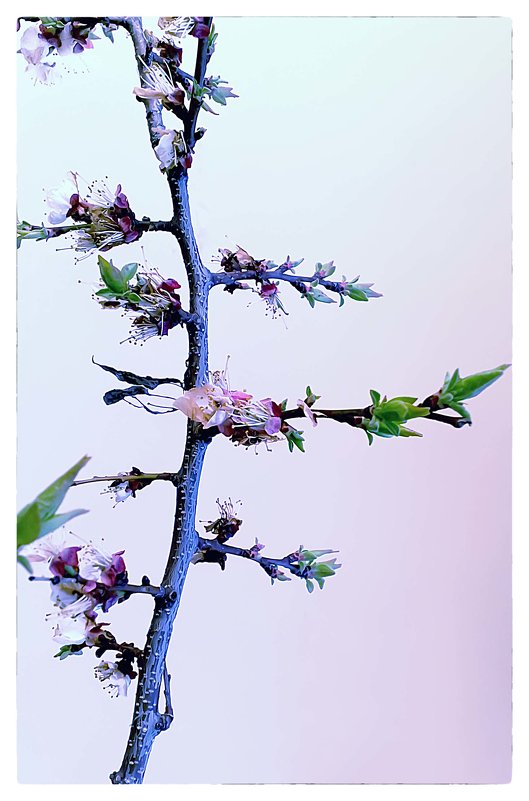 Весна, абрикос - алекс дичанский