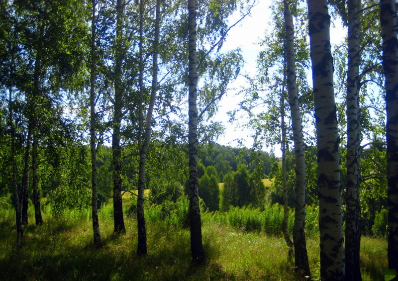 В берёзовом лесу - оля san-alondra