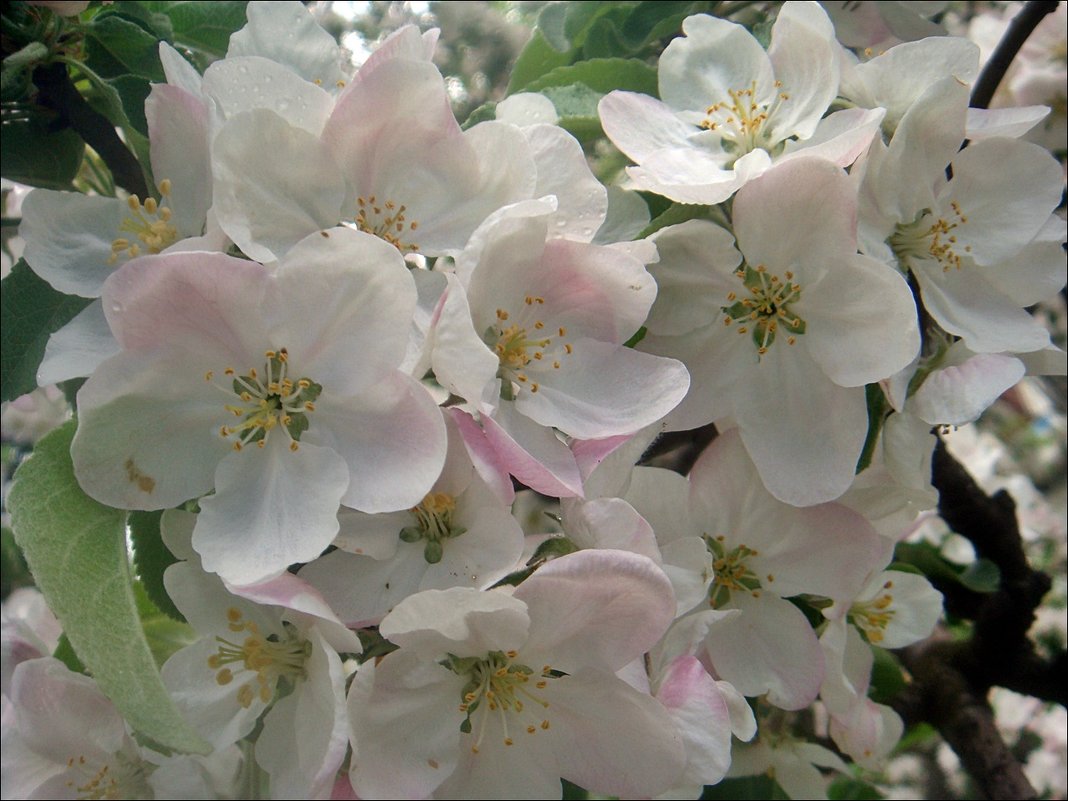 Яблонька в бело-розовом цвете - Нина Корешкова