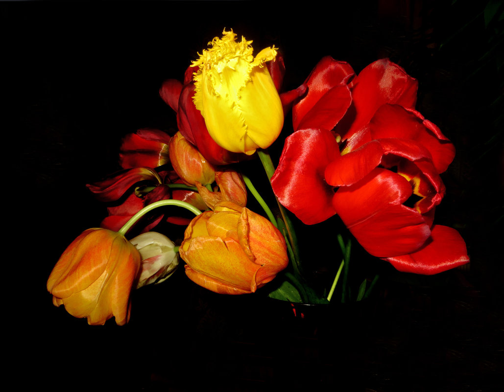 Время тюльпанов - Наталья (D.Nat@lia)
