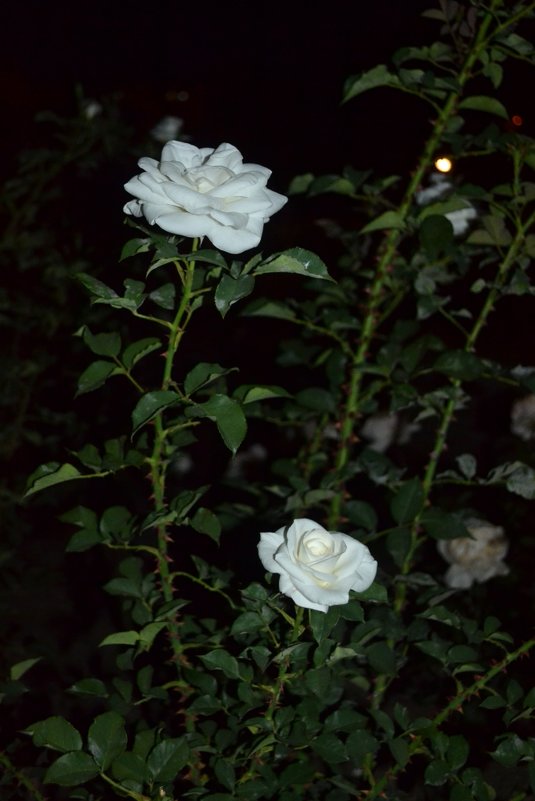 Розы ночью - Ирина Дыкина