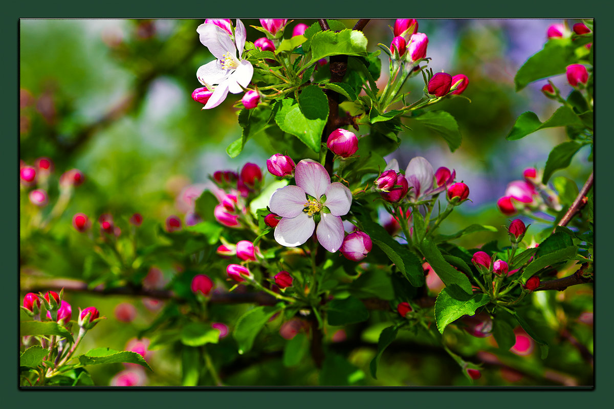 Яблони в цвету - Vasiliy Sorokhan