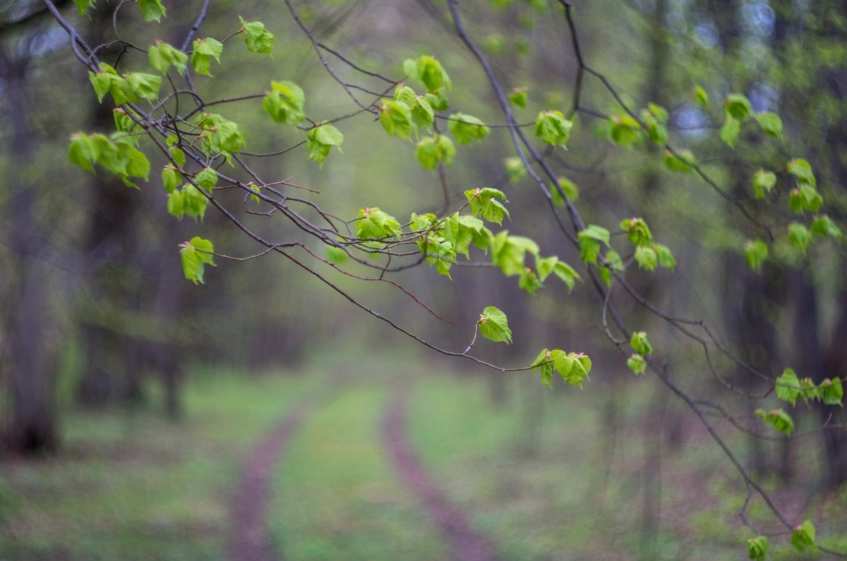 В весеннем лесу - Павел Кухоренко