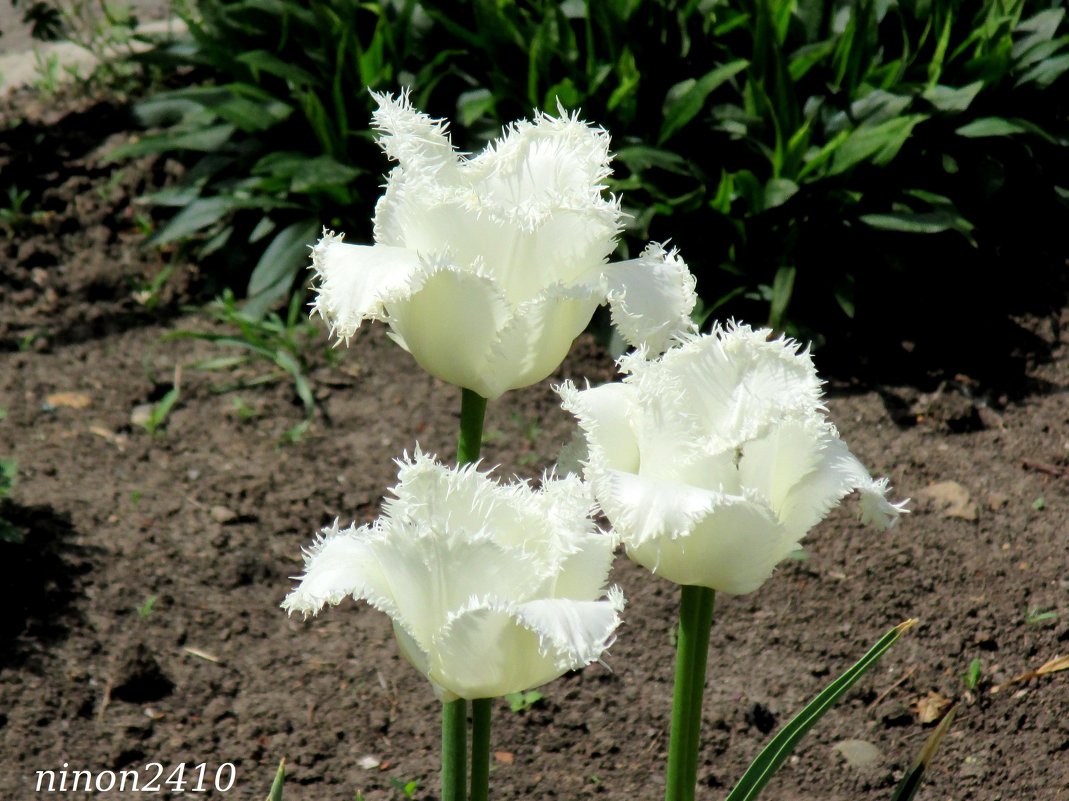 Бахромчатые тюльпаны - Нина Бутко