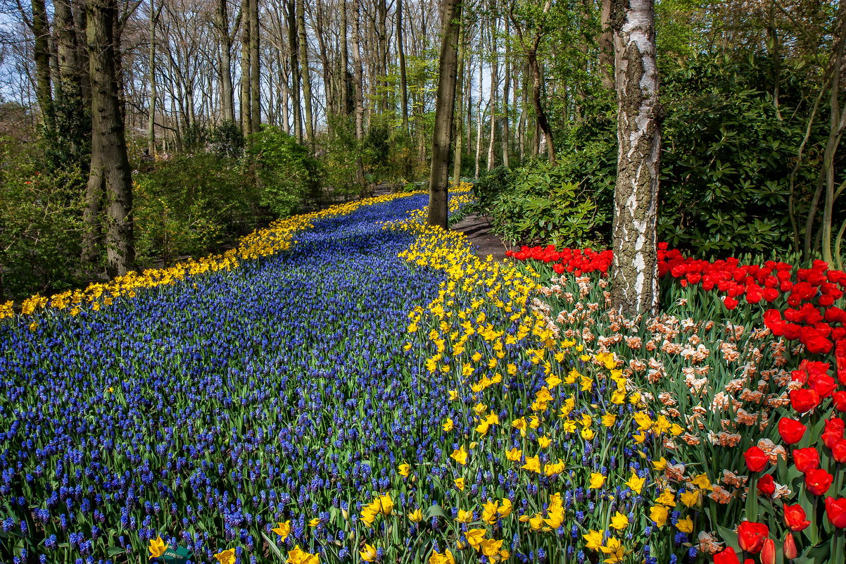 Tulips in Holland 04-2015 (5) - Arturs Ancans