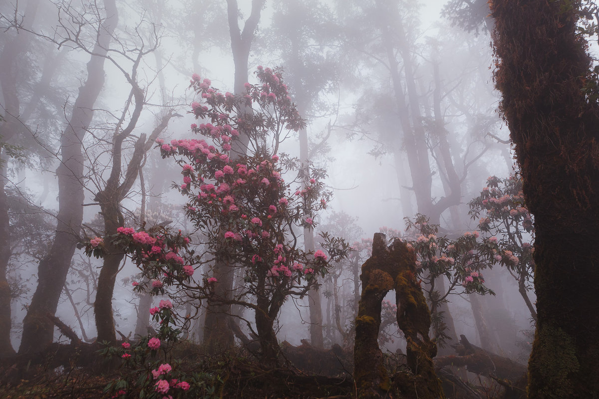Пробиваясь сквозь лесной туман - Дмитрий Купрацевич