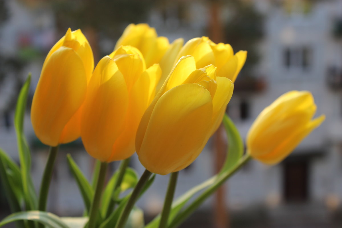 Жёлтые тюльпаны - Mariya laimite