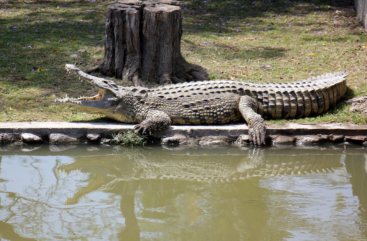 Крокодильчик - vasya-starik Старик